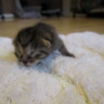 Egyptian Mau, Bronze female, dob 5-12-16