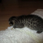 Egyptian Mau, Bronze female, dob 5-12-16