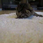 Egyptian Mau, Bronze female, dob 5-12-16