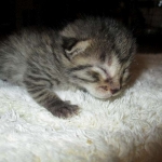 Egyptian Mau, Bronze female, dob 5-12-16