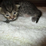 Egyptian Mau, Bronze female, dob 5-12-16