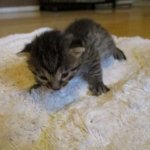 Egyptian Mau, Bronze female, dob 5-12-16