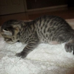 Egyptian Mau, Bronze female, dob 5-12-16