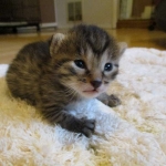 Egyptian Mau, Bronze female, dob 5-12-16