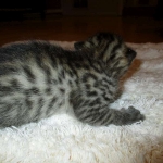 Egyptian Mau, Bronze female, dob 5-12-16