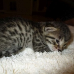 Egyptian Mau, Bronze female, dob 5-12-16
