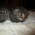 Egyptian Mau, Bronze female, dob 5-12-16