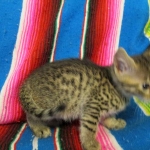 Egyptian Mau, Bronze female, dob 5-12-16