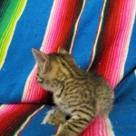 Egyptian Mau, Bronze female, dob 5-12-16