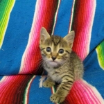 Egyptian Mau, Bronze female, dob 5-12-16