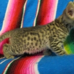 Egyptian Mau, Bronze female, dob 5-12-16