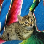 Egyptian Mau, Bronze female, dob 5-12-16