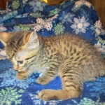 Egyptian Mau, Bronze female, dob 5-12-16