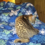 Egyptian Mau, Bronze female, dob 5-12-16