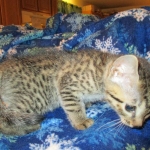 Egyptian Mau, Bronze female, dob 5-12-16