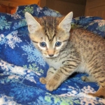 Egyptian Mau, Bronze female, dob 5-12-16