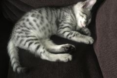 Loki Mau Silver Male #1 DOB 4-15-16