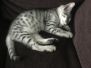 Loki Mau Silver Male #1 DOB 4-15-16