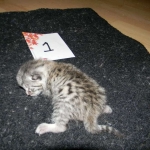 Mau, silver mau DOB 4-15-16