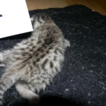Mau, silver mau DOB 4-15-16