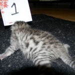 Mau, silver mau DOB 4-15-16