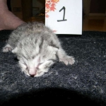 Mau, silver mau DOB 4-15-16