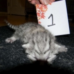 Mau, silver mau DOB 4-15-16
