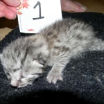 Mau, silver mau DOB 4-15-16