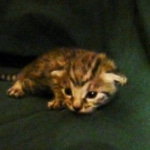 Mau, silver mau DOB 4-15-16