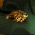 Mau, silver mau DOB 4-15-16