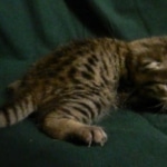 Mau, silver mau DOB 4-15-16