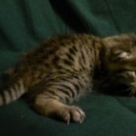 Mau, silver mau DOB 4-15-16