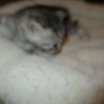 Mau, silver mau DOB 4-15-16