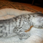 Mau, silver mau DOB 4-15-16