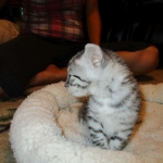 Mau, silver mau DOB 4-15-16