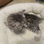 Mau, silver mau DOB 4-15-16