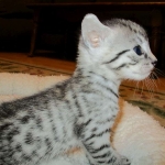 Mau, silver mau DOB 4-15-16