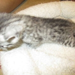 Mau, silver mau DOB 4-15-16