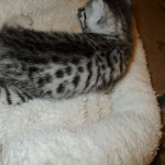 Mau, silver mau DOB 4-15-16