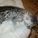 Mau, silver mau DOB 4-15-16