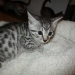 Mau, silver mau DOB 4-15-16