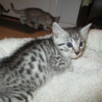 Mau, silver mau DOB 4-15-16