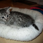 Mau, silver mau DOB 4-15-16