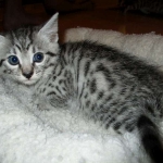 Mau, silver mau DOB 4-15-16
