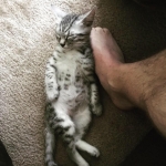 Loki Mau, silver mau DOB 4-15-16