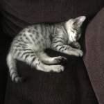 Loki Mau, silver mau DOB 4-15-16