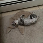 Bushy Tail, Mau, Silver. Male DOB 4-29-16