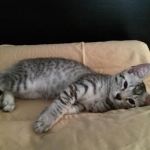 Bushy Tail, Mau, Silver. Male DOB 4-29-16