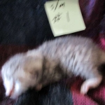 Mau, Silver. Male DOB 4-29-16