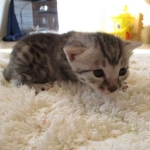 Mau, Silver. Male DOB 4-29-16